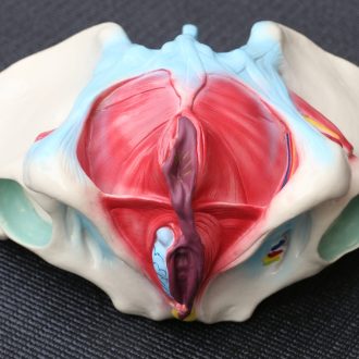 Female Pelvis Anatomical Model