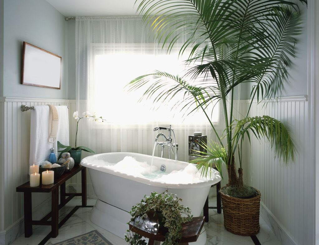 Indoor Tree for bathroom