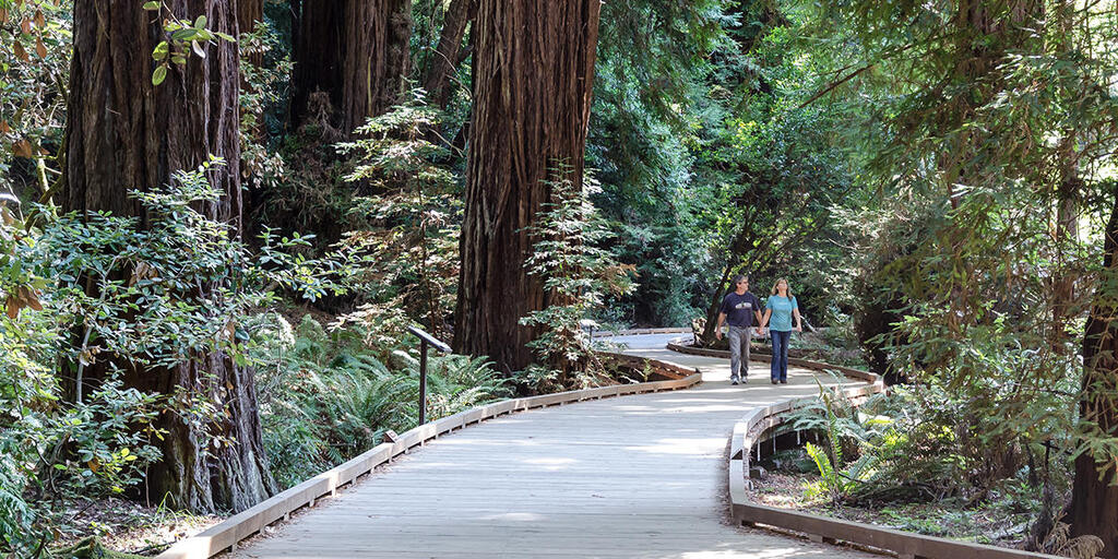 Wood Boardwalk Path