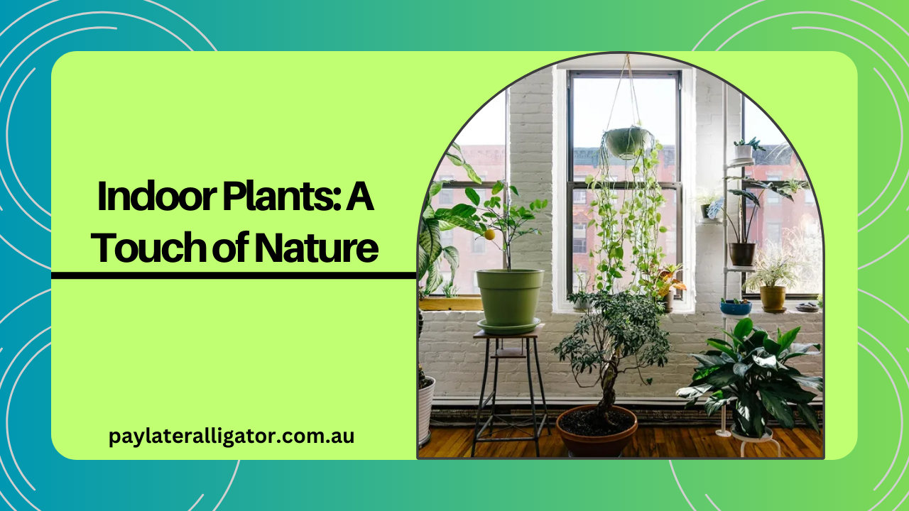 Indoor Plants: A Touch of Nature