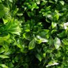 White Oasis Vertical Garden / Green Wall UV Resistant 1m x 1m