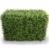 Deluxe Portable Buxus Hedges UV Stabilised – 100×55 cm