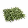 Deluxe Portable Buxus Hedges UV Stabilised – 100×55 cm