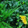 Vertical Garden / Green Wall UV Resistant 100cm x 100cm – Yellow Rose