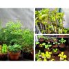 Green Fingers Weather Proof Lightweight Grow Tent – 60x60x90 cm, Black