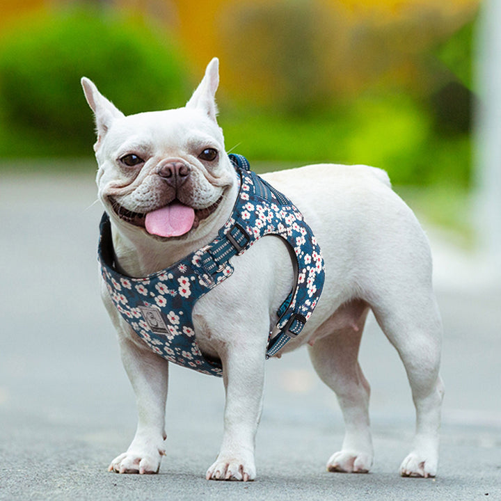 Floral Doggy Harness – S, Saxony Blue