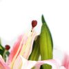 Premium Faux Lily In Glass Vase (Artificial Tiger Lily Arrangement) – Pink and White and Green