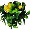 Flowering Stem UV Resistant – Yellow Rose