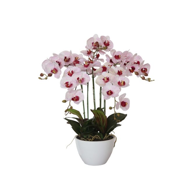 66cm Multi Butterfly Orchid – Pink