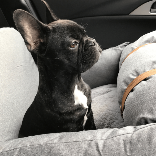 Premium Dog Booster Seat for Small Pets – Storm Grey