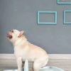 Portable Dog Potty Training Tray Pet Puppy Toilet Trays Loo Pad – 47x34x5.5 cm, Blue