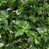 Ivy Garland Vines 260cm Each – 5 Per Pack