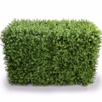 Deluxe Portable Buxus Hedges UV Stabilised