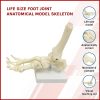 Life Size Foot Joint Anatomical Model Skeleton