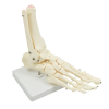 Life Size Foot Joint Anatomical Model Skeleton