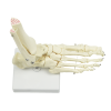 Life Size Foot Joint Anatomical Model Skeleton