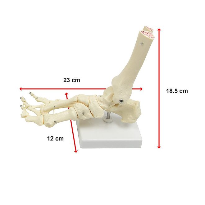 Life Size Foot Joint Anatomical Model Skeleton