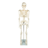 Anatomical 85cm Tall Human Skeleton with Stand Model – Medical Anatomy