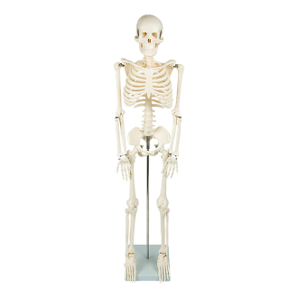 Anatomical 85cm Tall Human Skeleton with Stand Model – Medical Anatomy