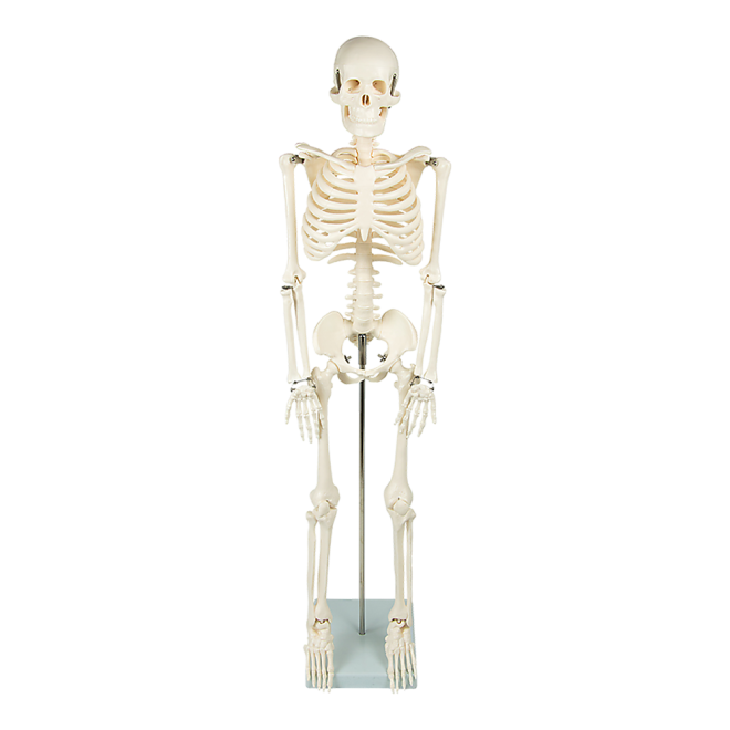 Anatomical 85cm Tall Human Skeleton with Stand Model – Medical Anatomy