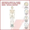 Anatomical 85cm Tall Human Skeleton with Stand Model – Medical Anatomy