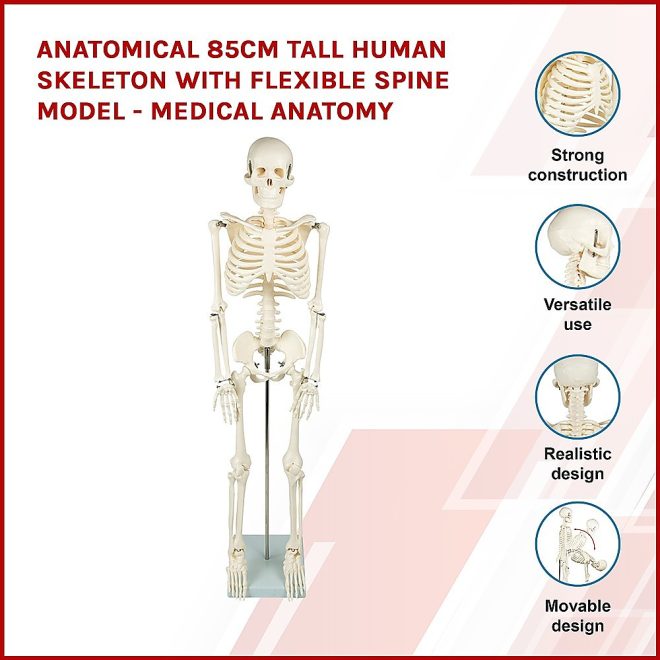 Anatomical 85cm Tall Human Skeleton with Stand Model – Medical Anatomy