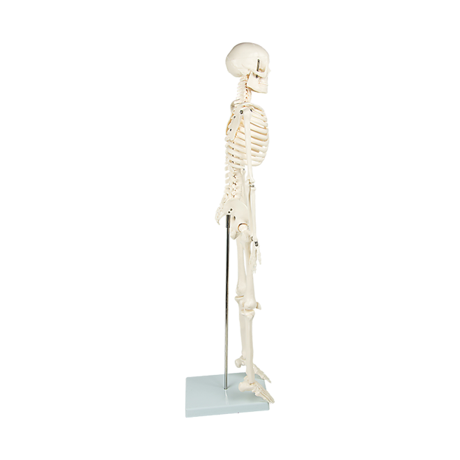 Anatomical 85cm Tall Human Skeleton with Stand Model – Medical Anatomy