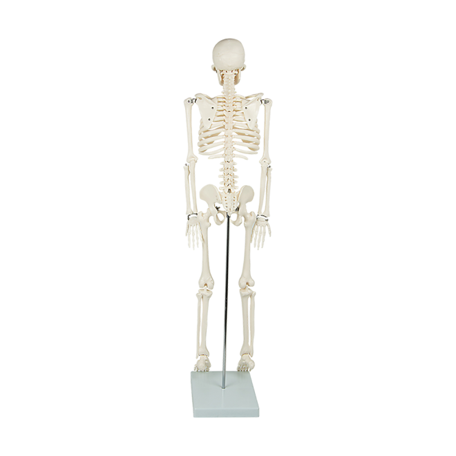 Anatomical 85cm Tall Human Skeleton with Stand Model – Medical Anatomy