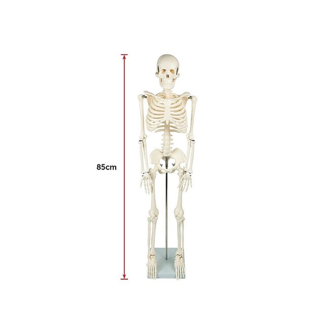 Anatomical 85cm Tall Human Skeleton with Stand Model – Medical Anatomy