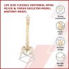 Life Size Flexible Vertebral Spine Pelvis & Femur Skeleton Model Anatomy Model