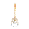 Life Size Flexible Vertebral Spine Pelvis & Femur Skeleton Model Anatomy Model