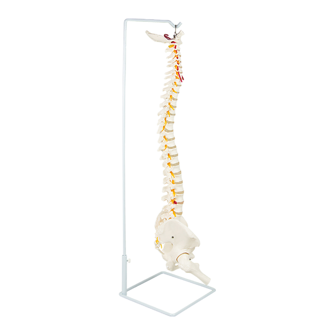 Life Size Flexible Vertebral Spine Pelvis & Femur Skeleton Model Anatomy Model