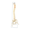 Life Size Flexible Vertebral Spine Pelvis & Femur Skeleton Model Anatomy Model