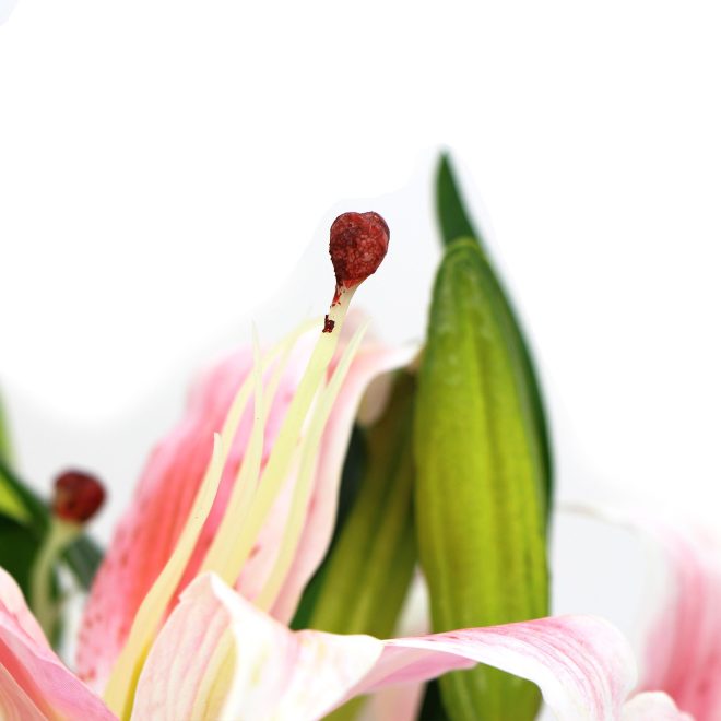 Premium Faux Lily In Glass Vase (Artificial Tiger Lily Arrangement) – Pink and White and Green