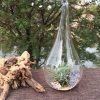 4 Pack of Hanging Clear Glass Tealight Candle Holder Tear Drop Pear Shape – 12cm High – Terrarium Plant Mini Garden Holder Decor