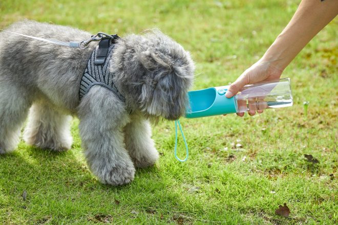 PETKIT Eversweet Travel Water Bottle – 300Ml – Blue