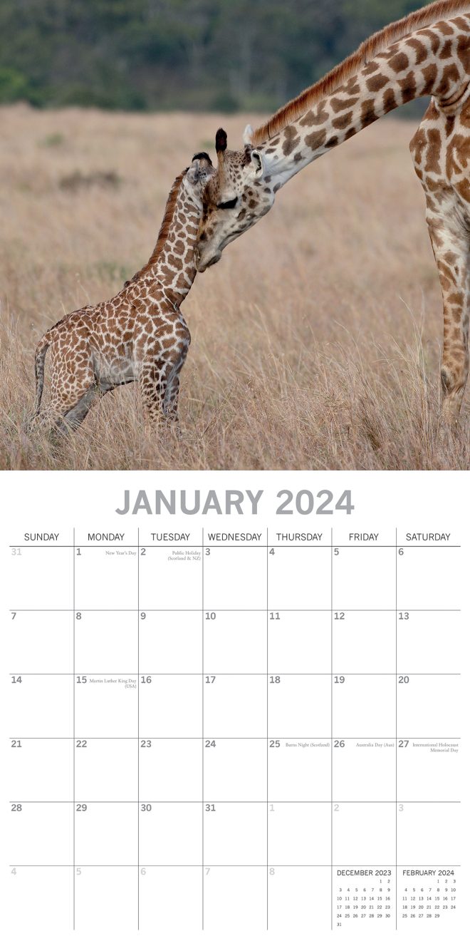 Baby Animals – 2024 Square Wall Calendar Pets Animals 16 Months Premium Planner