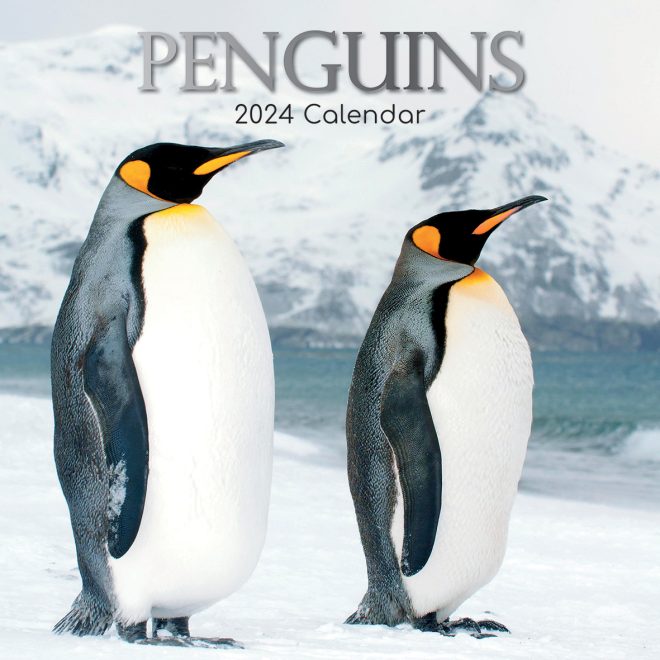 Penguins – 2024 Square Wall Calendar Pets Animals 16 Month New Year Gift Planner