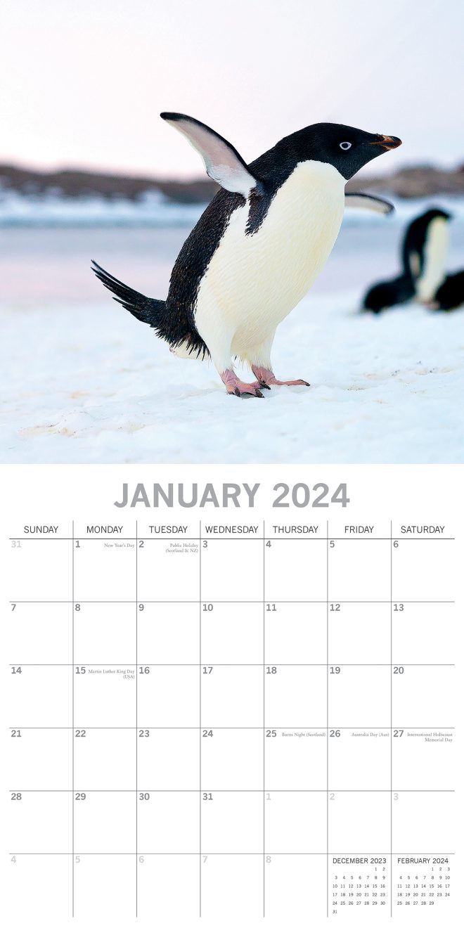 Penguins – 2024 Square Wall Calendar Pets Animals 16 Month New Year Gift Planner