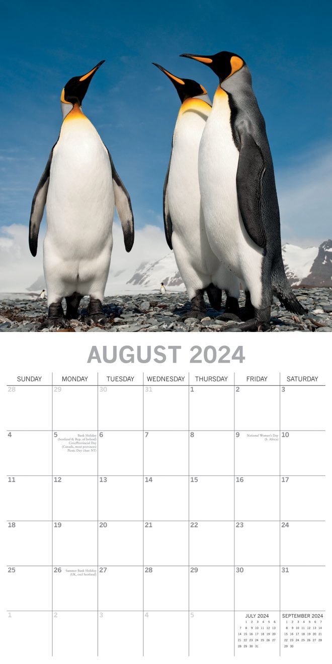 Penguins – 2024 Square Wall Calendar Pets Animals 16 Month New Year Gift Planner