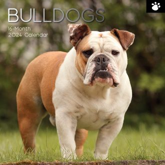 Bulldogs – 2024 Square Wall Calendar Pets Dog 16 Months Premium Planner New Year