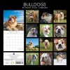 Bulldogs – 2024 Square Wall Calendar Pets Dog 16 Months Premium Planner New Year