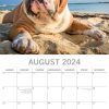 Bulldogs – 2024 Square Wall Calendar Pets Dog 16 Months Premium Planner New Year