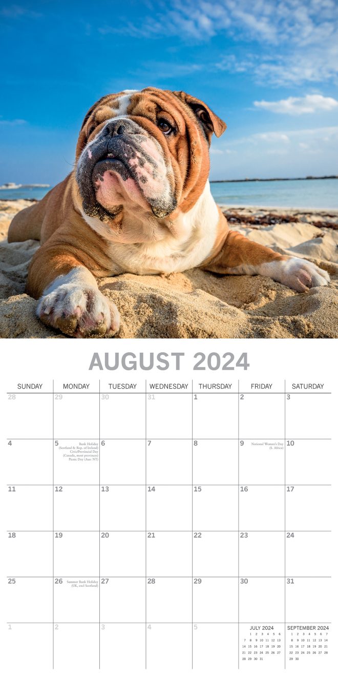 Bulldogs – 2024 Square Wall Calendar Pets Dog 16 Months Premium Planner New Year