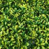 10x Artificial Boxwood Hedge Fence Fake Vertical Garden Green Outdoor