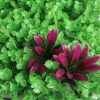 10x Artificial Grass Boxwood Hedge Fence Garden Green Wall Mat Outdoor